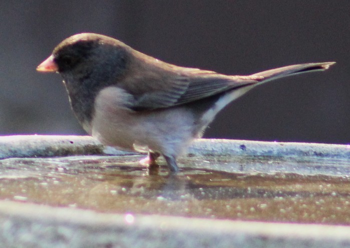 Dark-eyed Junco - ML647003402