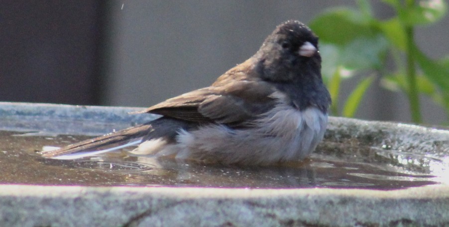 Dark-eyed Junco - ML647003403
