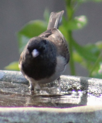 Dark-eyed Junco - ML647003404