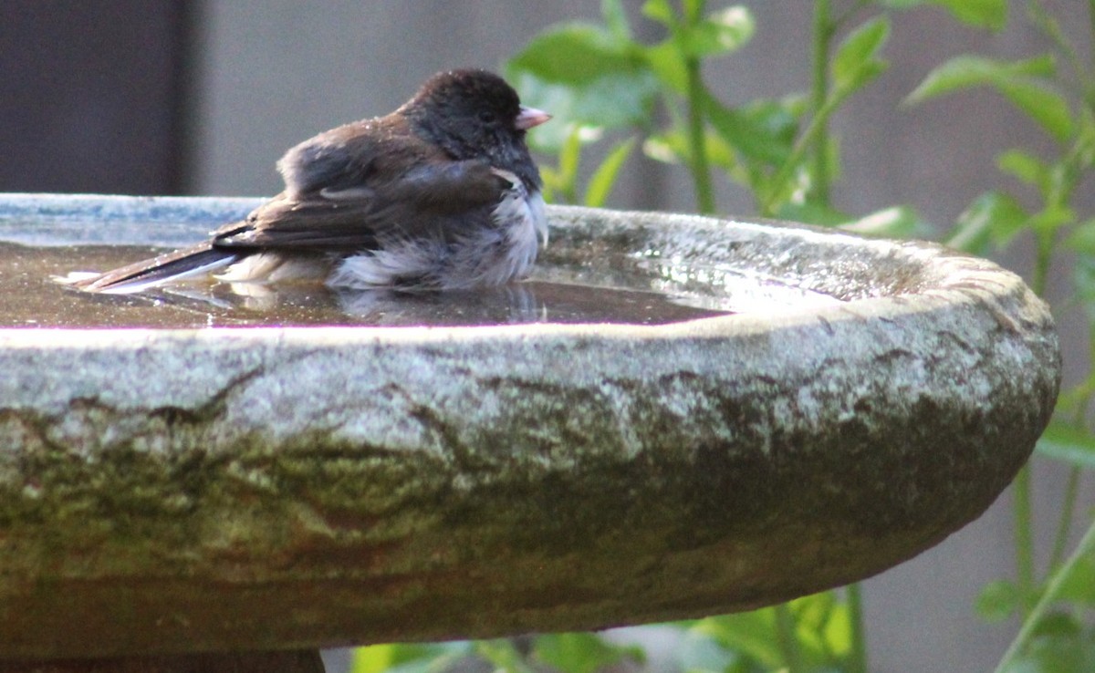 Dark-eyed Junco - ML647003405