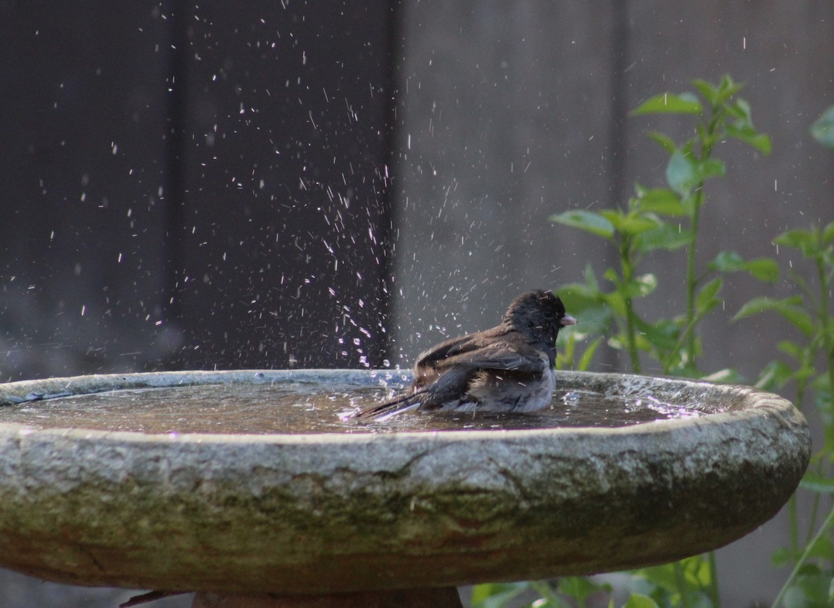 Dark-eyed Junco - ML647003406