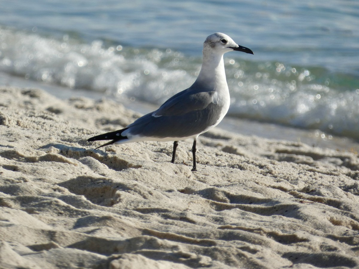 Ацтекская чайка - ML647003412