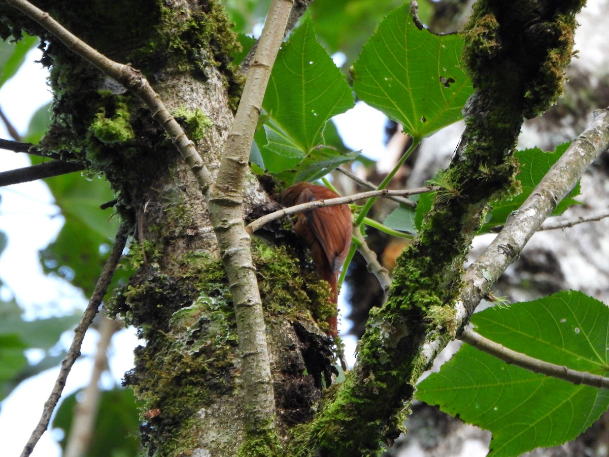 Ruddy Treerunner - ML647003419