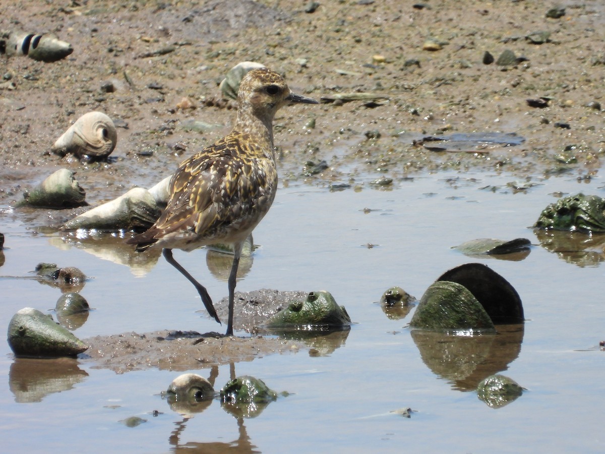 Pacific Golden-Plover - ML647003420