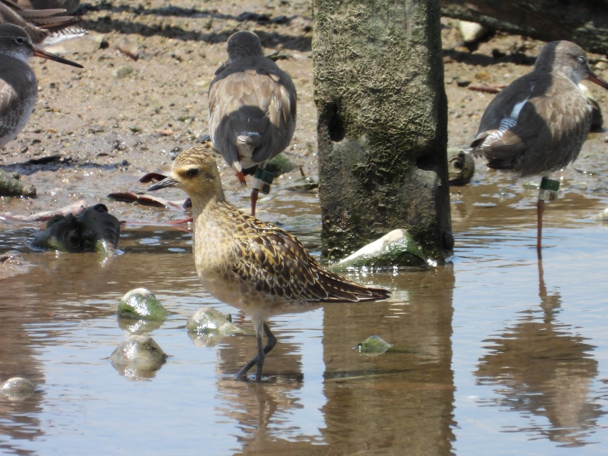 Pacific Golden-Plover - ML647003421