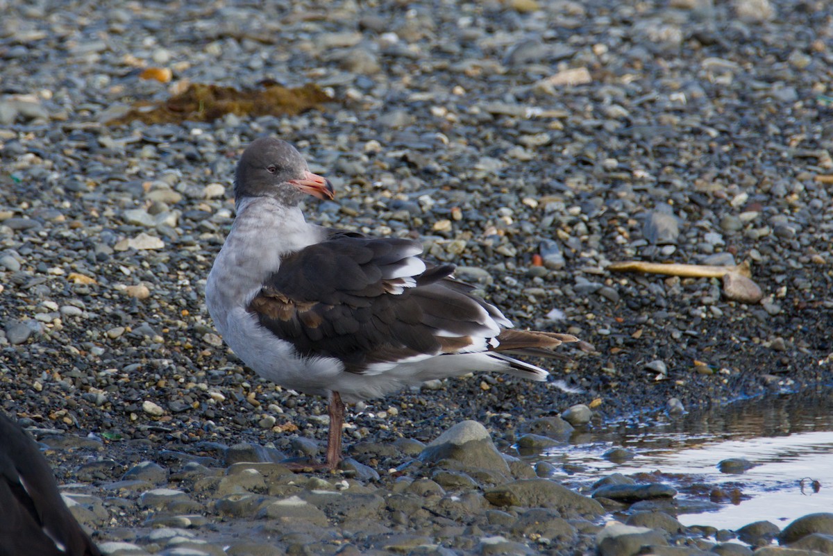 Dolphin Gull - ML647003422