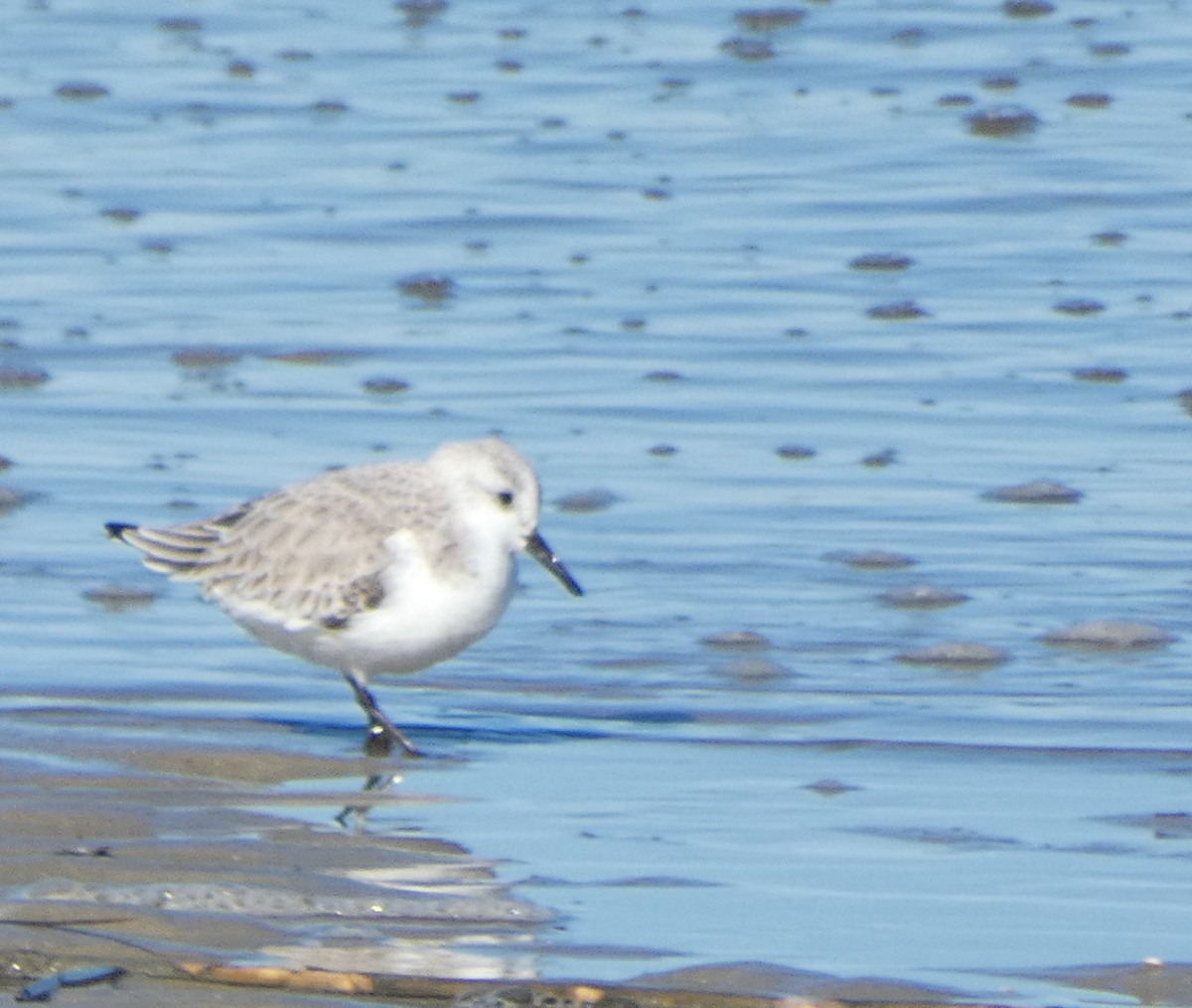 Sanderling - ML647003423