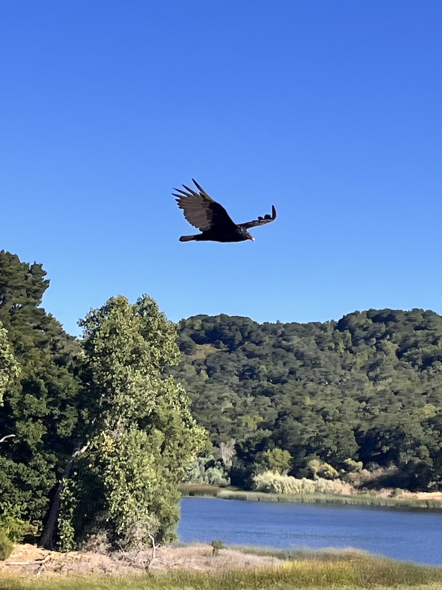 Turkey Vulture - ML647003424