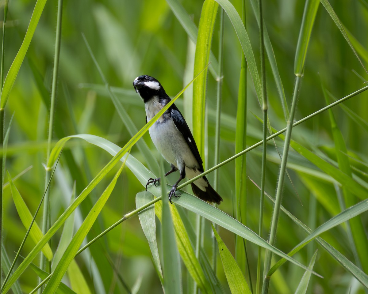 Lined Seedeater - ML647003425