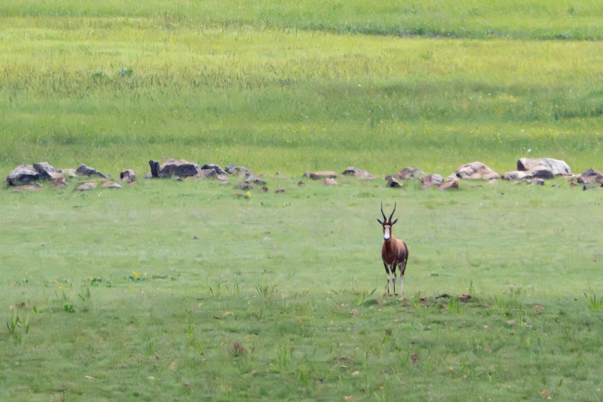 African Stonechat - ML647003427