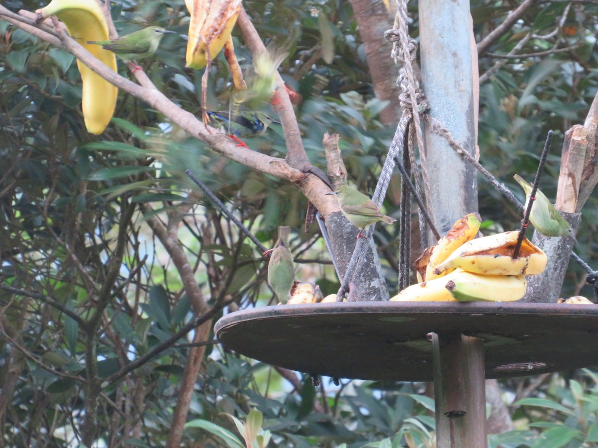 Mielerito Patirrojo - ML647003428