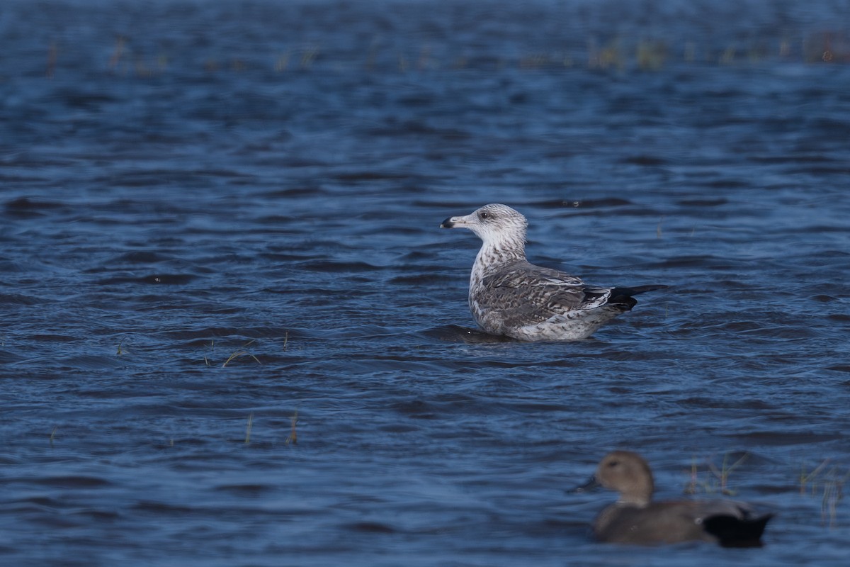 Lesser Black-backed Gull - ML647003433