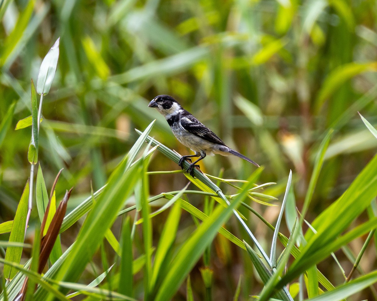 Rusty-collared Seedeater - ML647003438