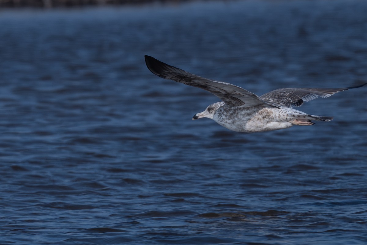 Lesser Black-backed Gull - ML647003440
