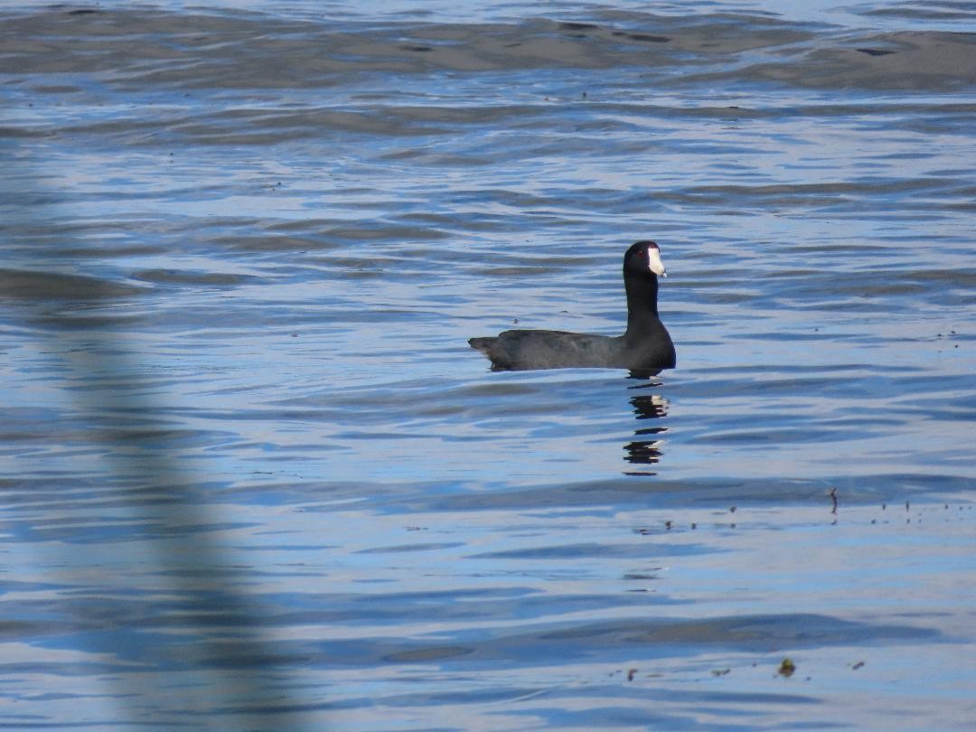 American Coot - ML647003443