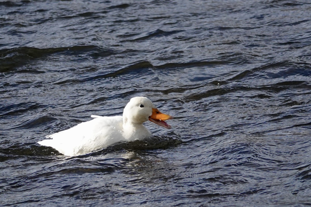 Basahatea (etxekoa) - ML647003445