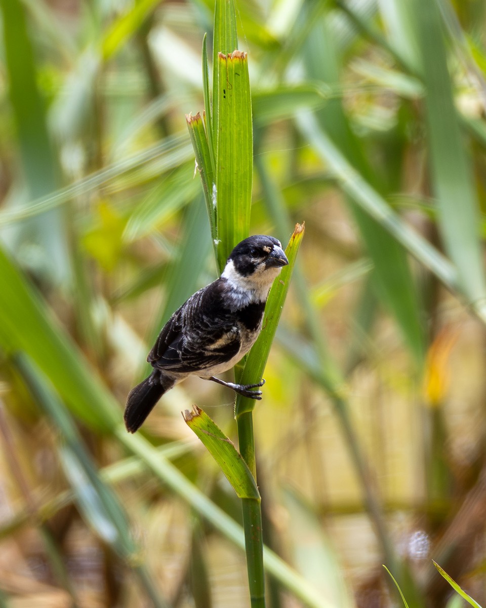 Rusty-collared Seedeater - ML647003446