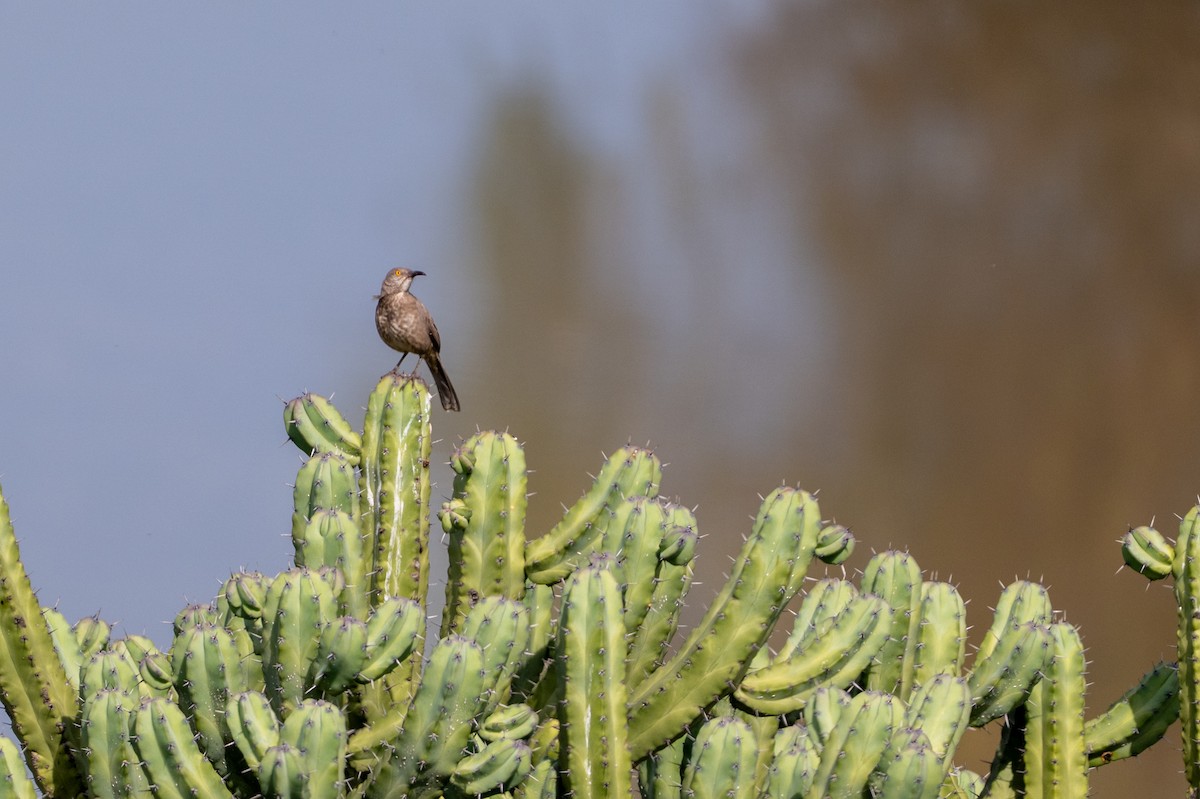 Curve-billed Thrasher - ML647003447