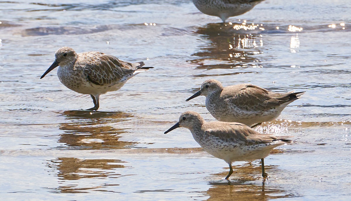 Correlimos Grande - ML647003449