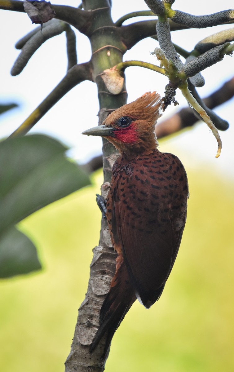 Ятла вохристоголова - ML647003450