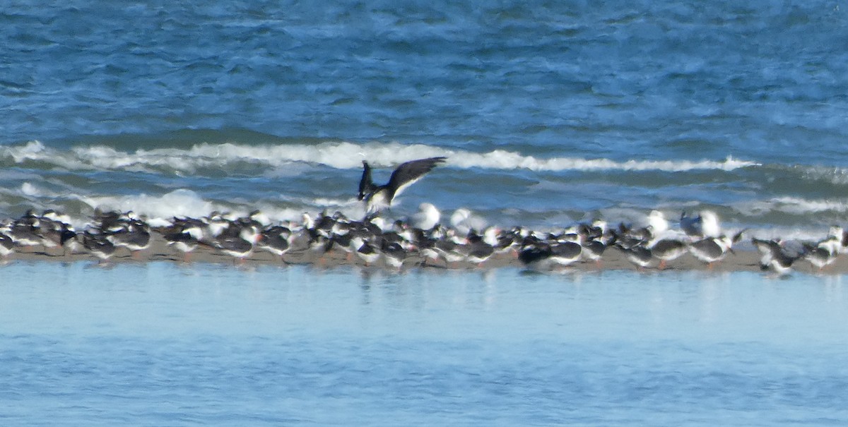 Black Skimmer - ML647003451
