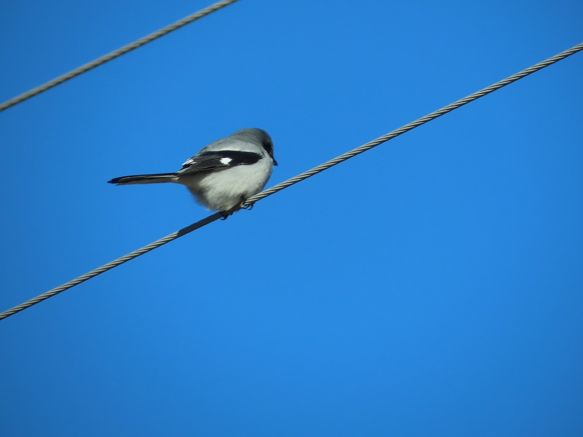 Сорокопуд американський - ML647003463