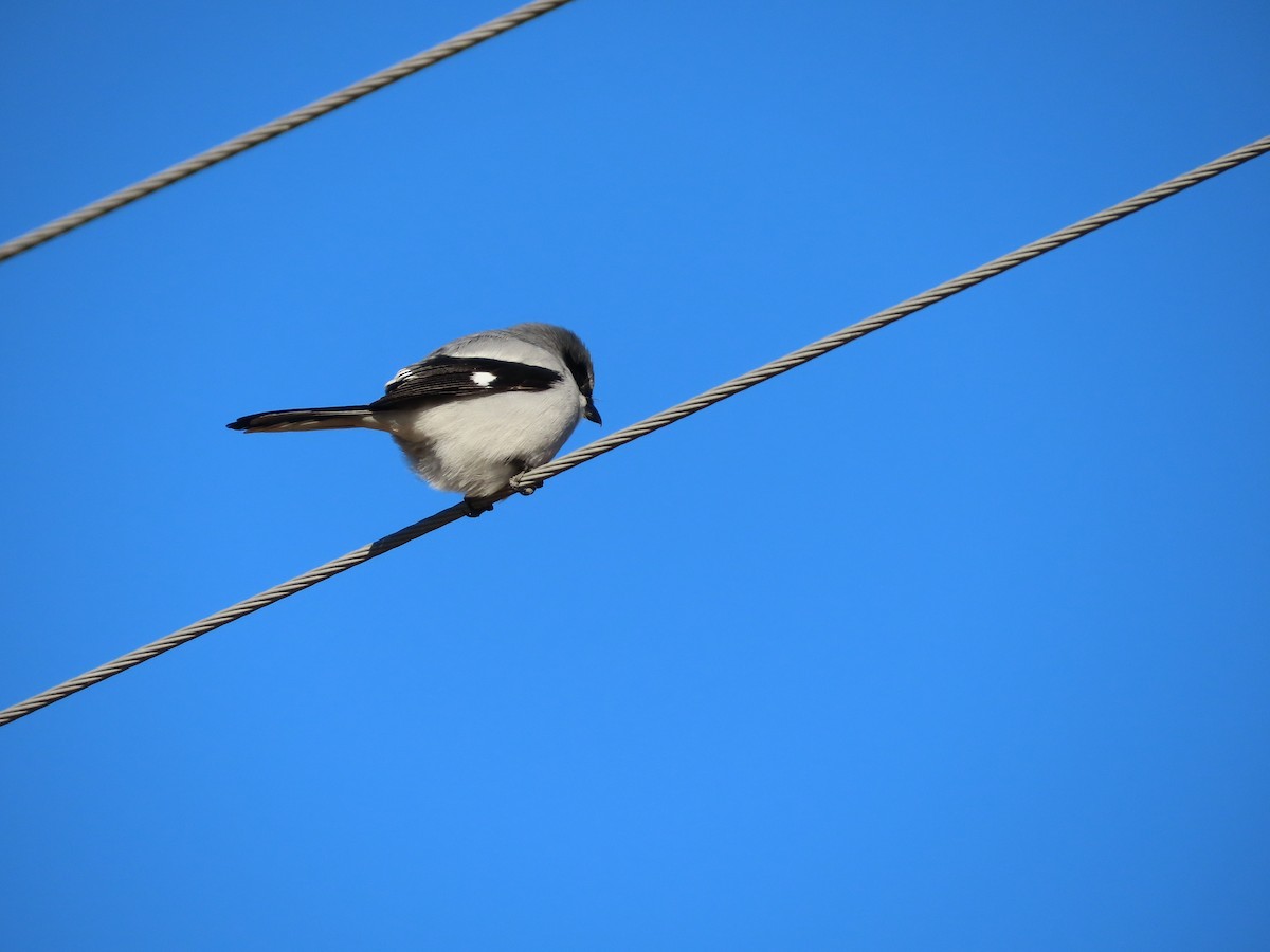 Сорокопуд американський - ML647003464