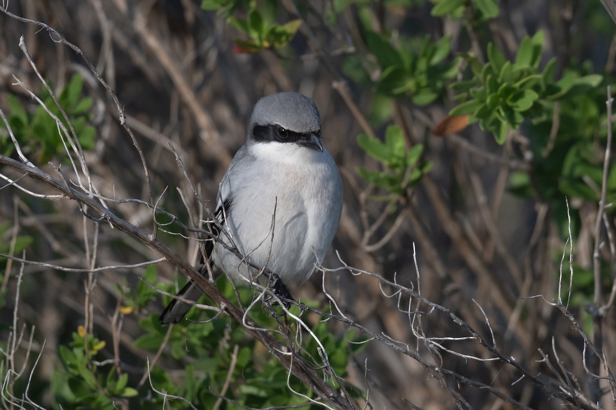Сорокопуд американський - ML647003466