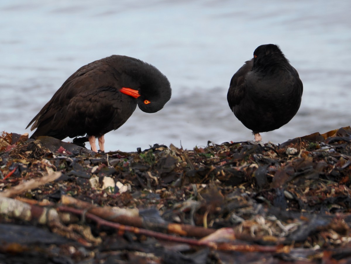 amerikasvarttjeld - ML647003469