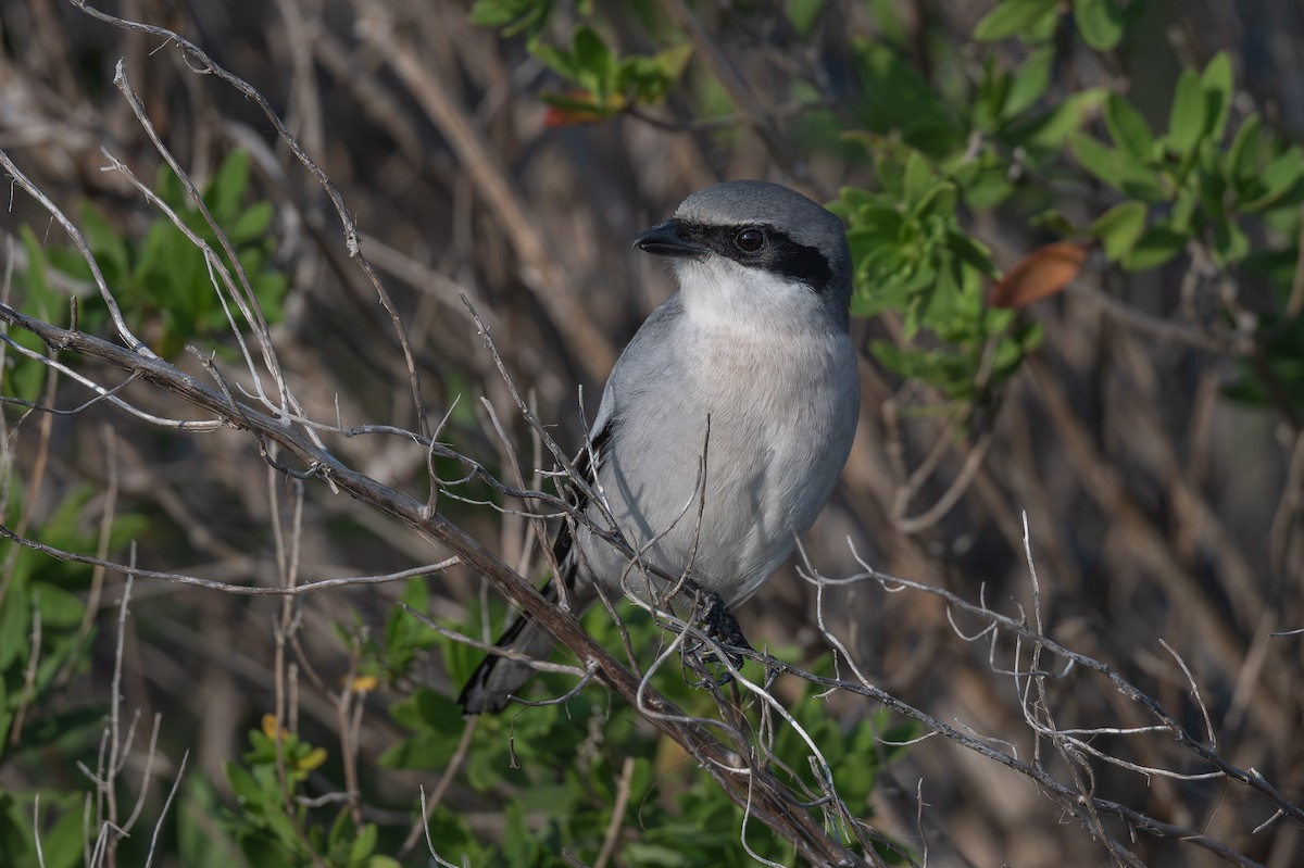 Сорокопуд американський - ML647003470