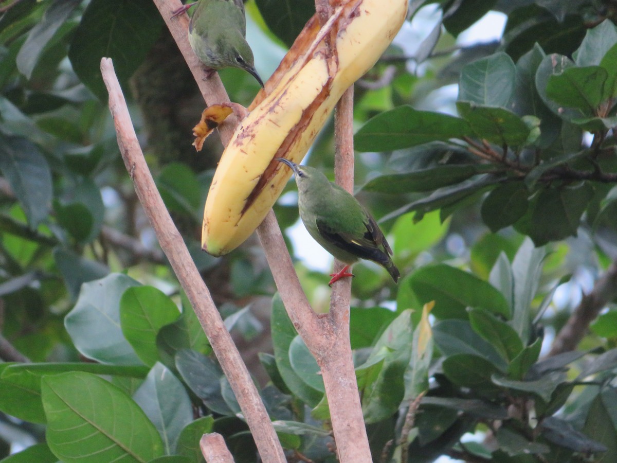 Mielerito Patirrojo - ML647003471