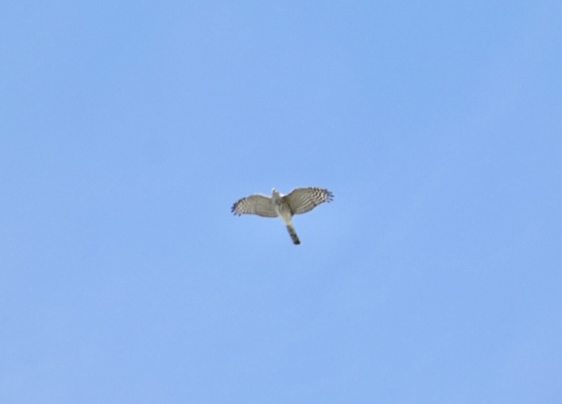 Cooper's Hawk - ML647003476