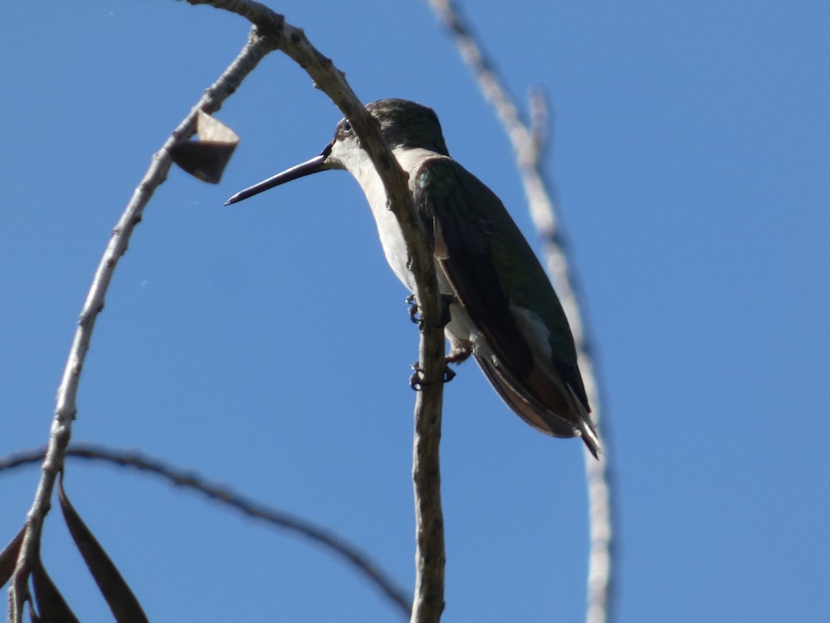Ruby-throated Hummingbird - ML647003477