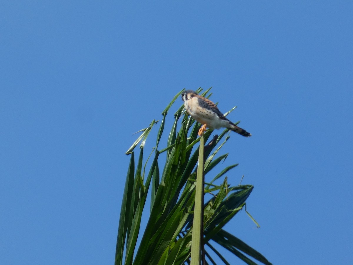 American Kestrel - ML647003479
