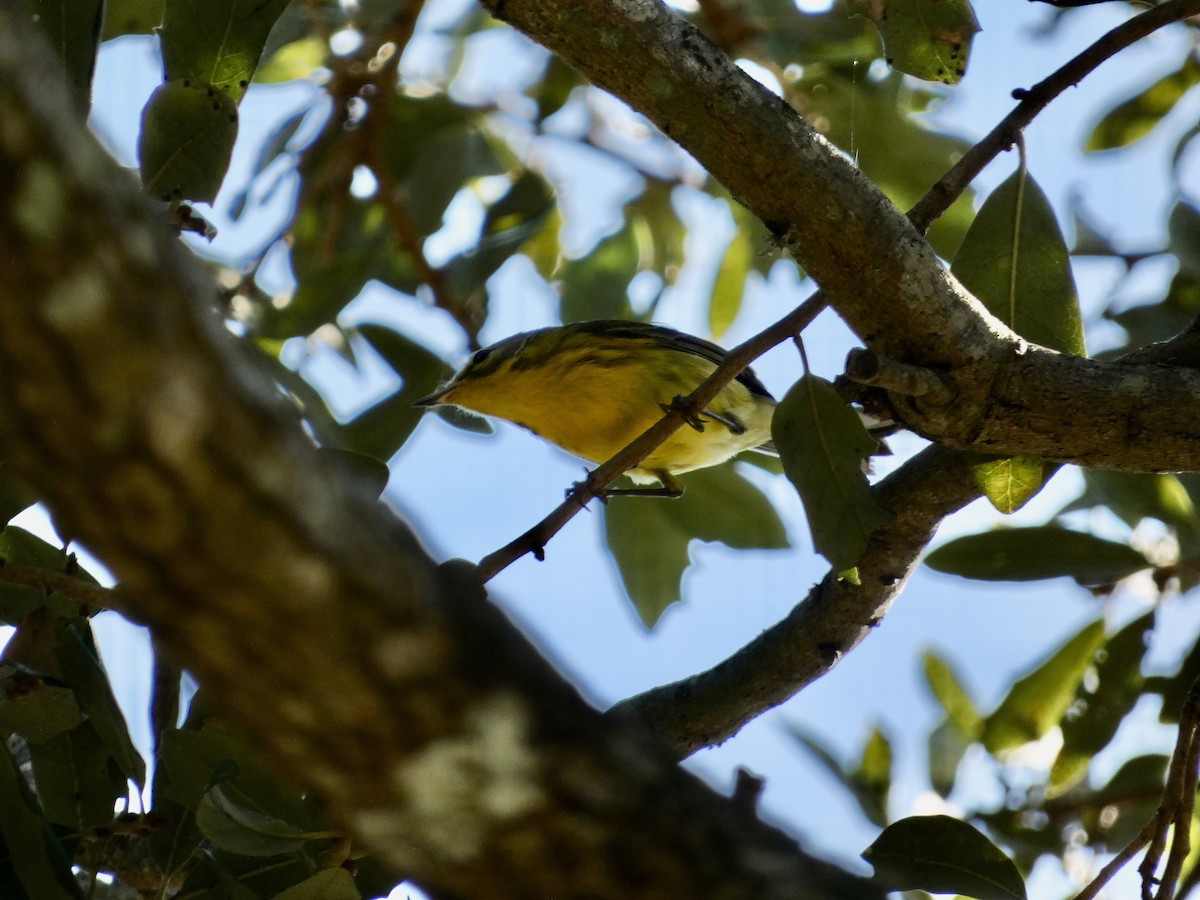 Prairie Warbler - ML647003480