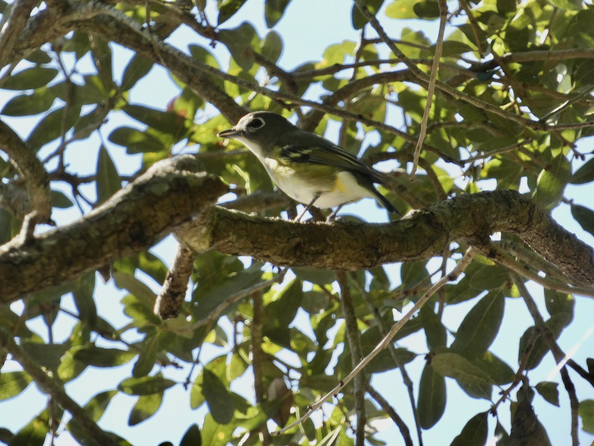Blue-headed Vireo - ML647003481