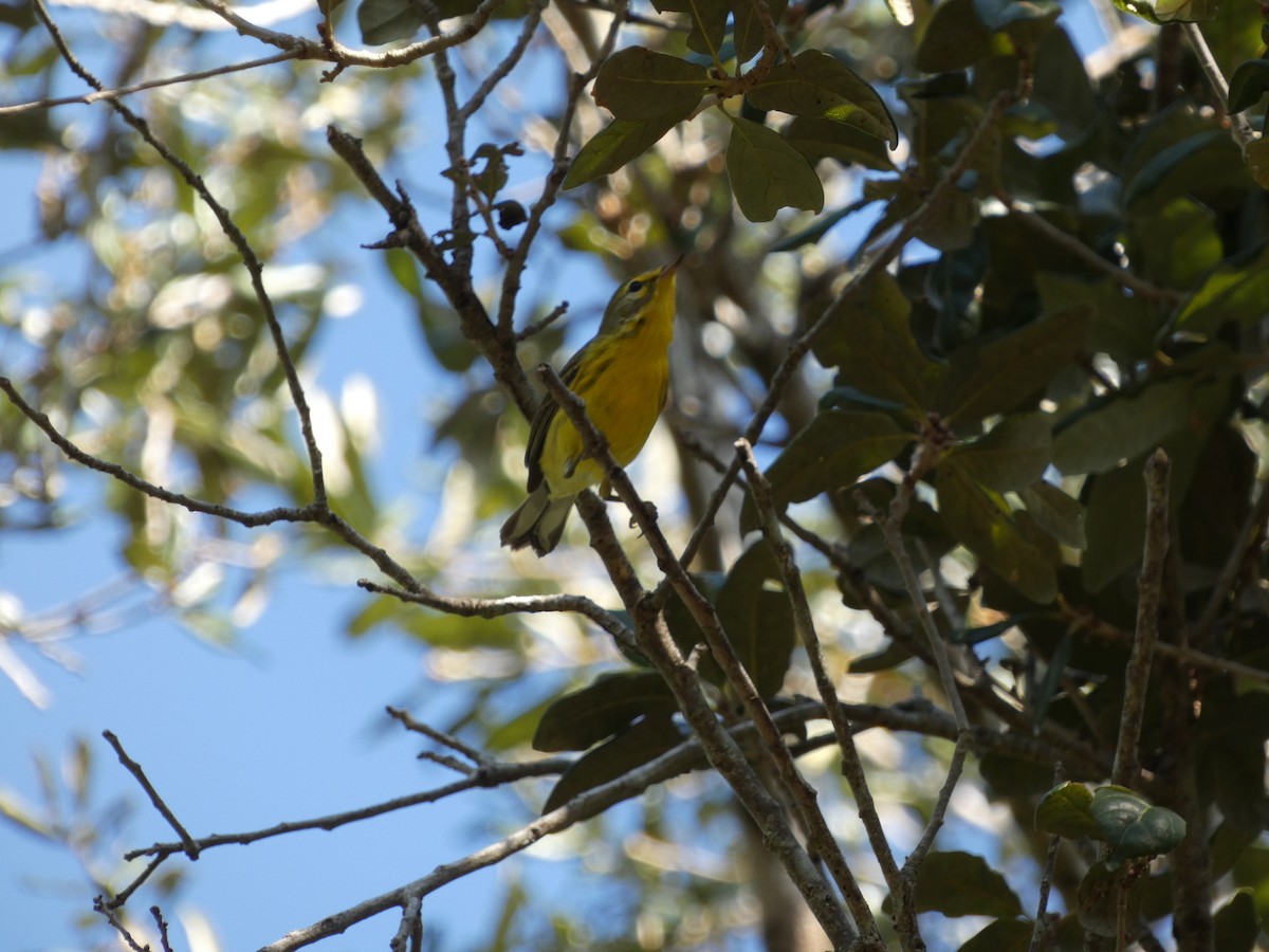 Prairie Warbler - ML647003482