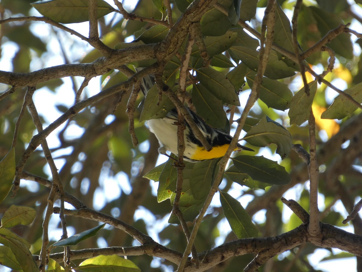 Yellow-throated Warbler - ML647003483
