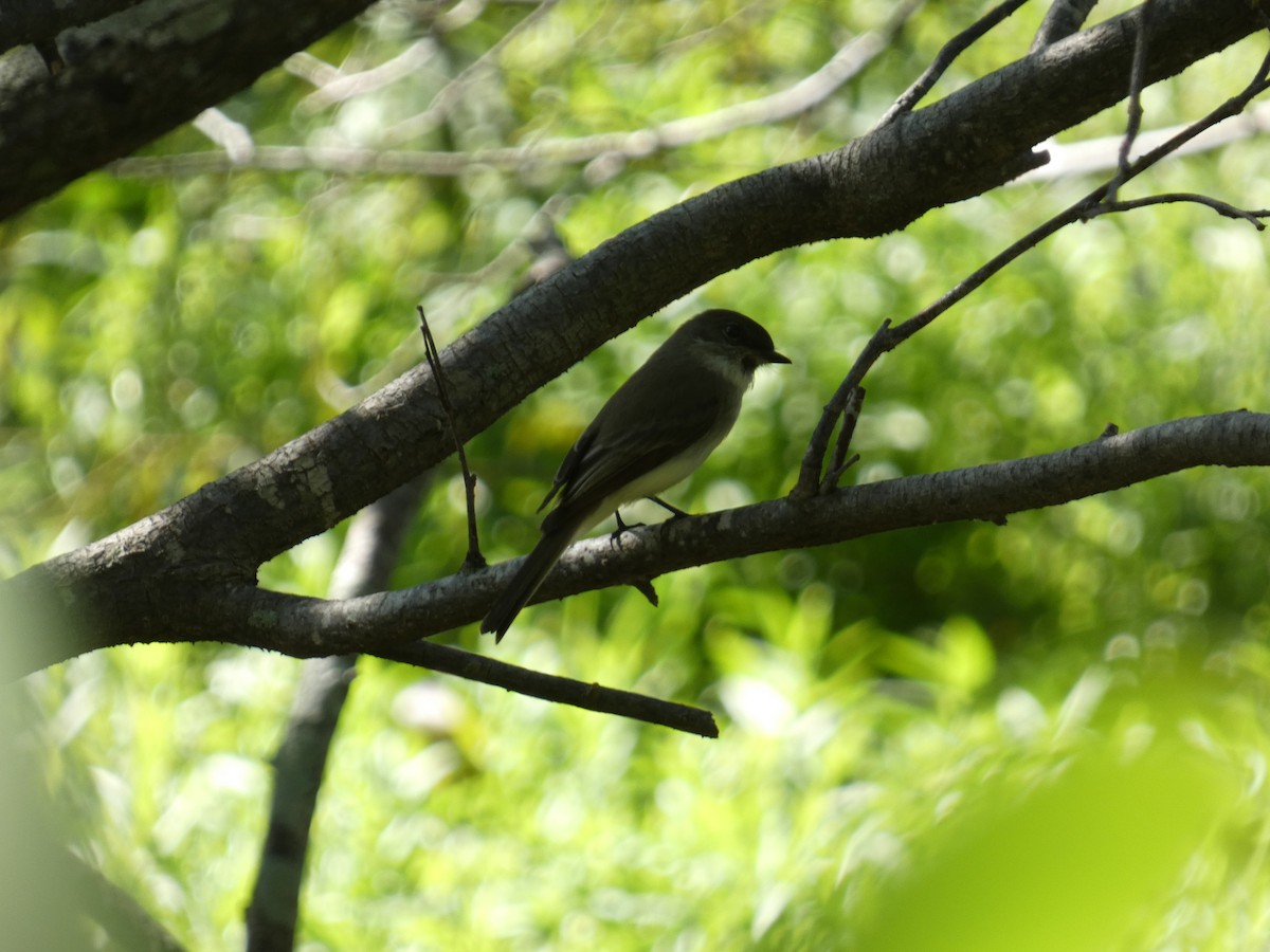 Mosquero Fibí - ML647003484