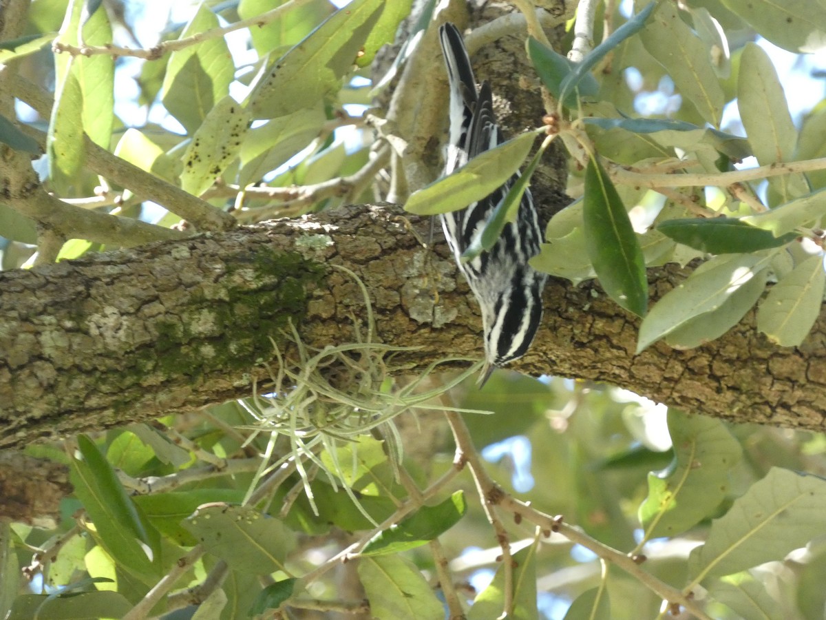 Black-and-white Warbler - ML647003485