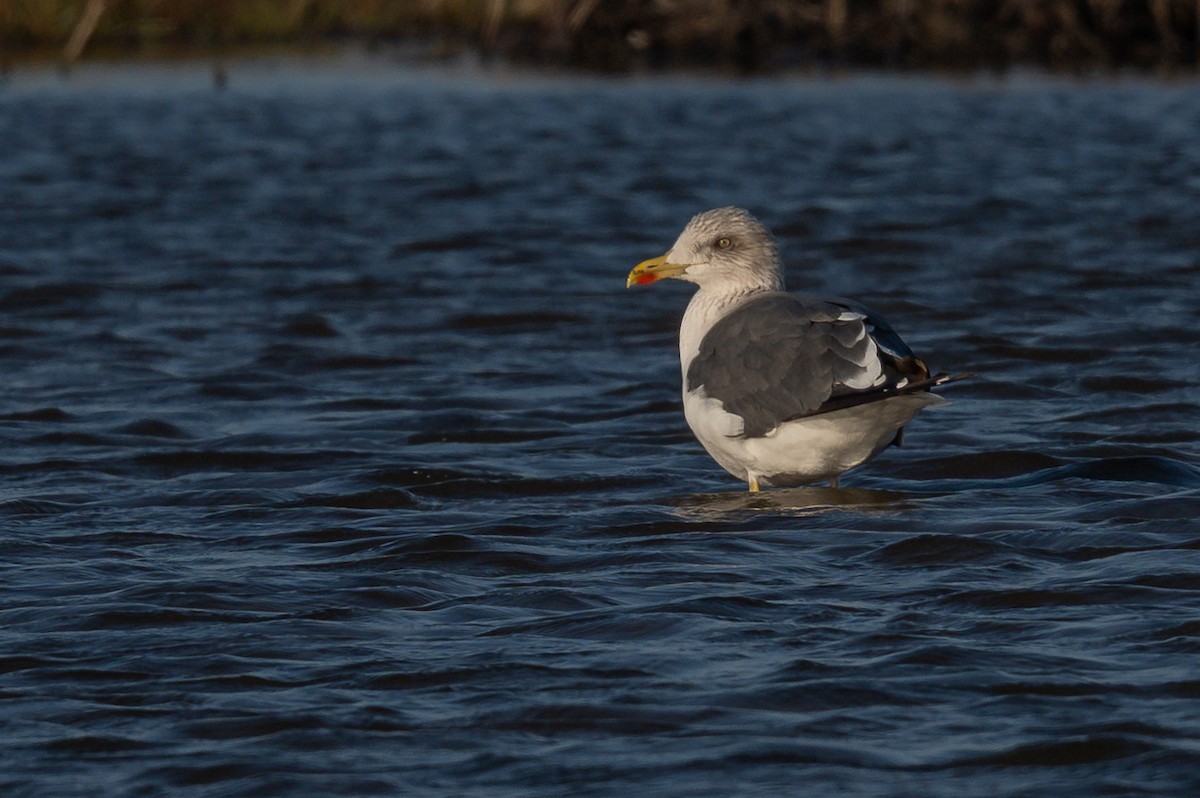 Lesser Black-backed Gull - ML647003486