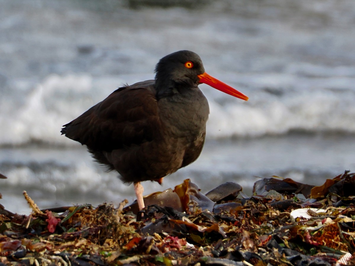 amerikasvarttjeld - ML647003487