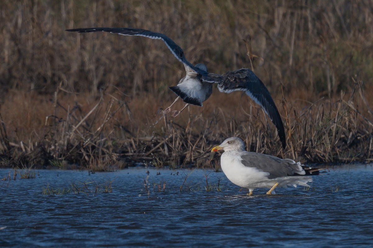 Lesser Black-backed Gull - ML647003491