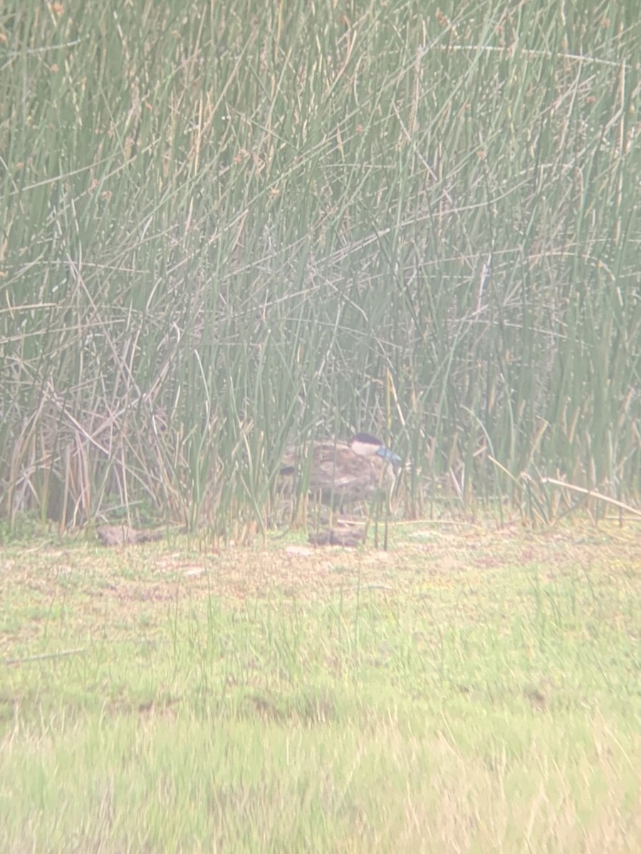 Puna Teal - ML647003497