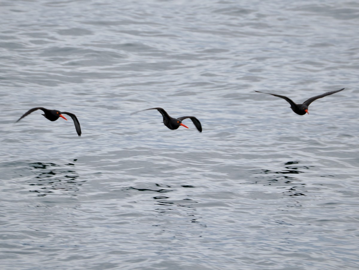 amerikasvarttjeld - ML647003498