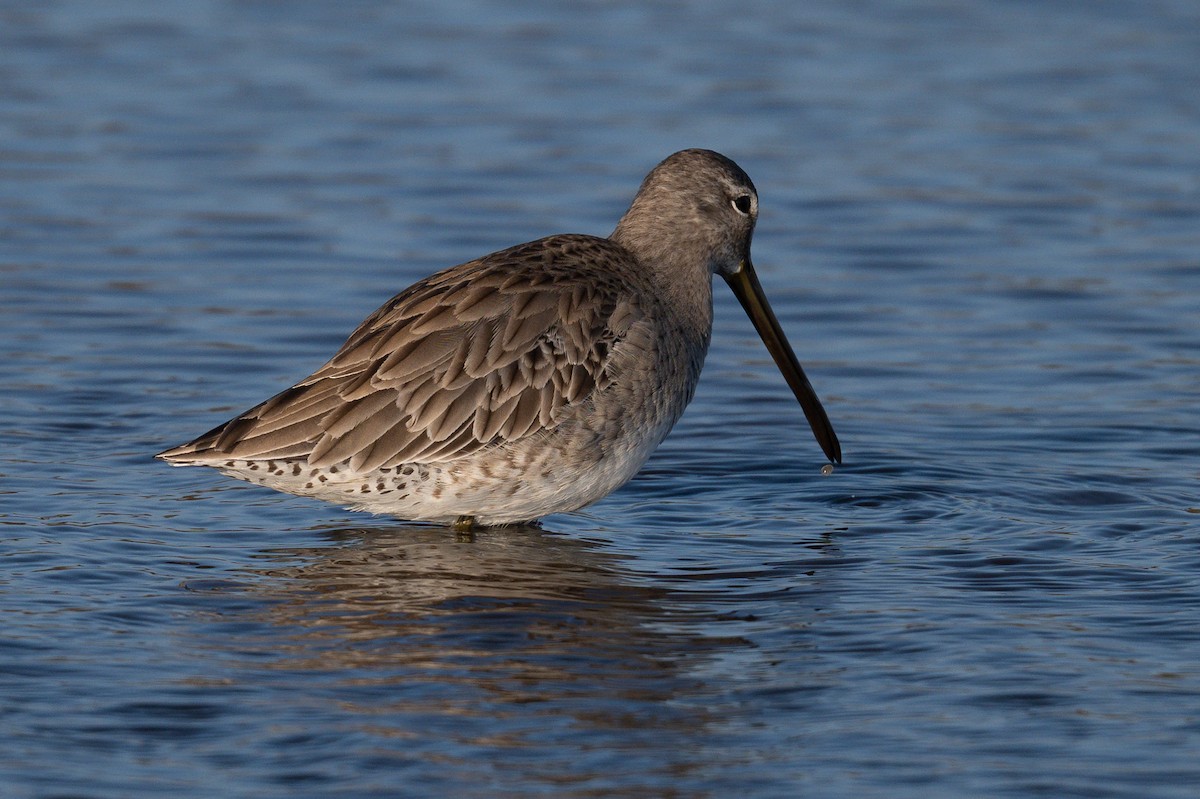 Long-billed Dowitcher - ML647003501
