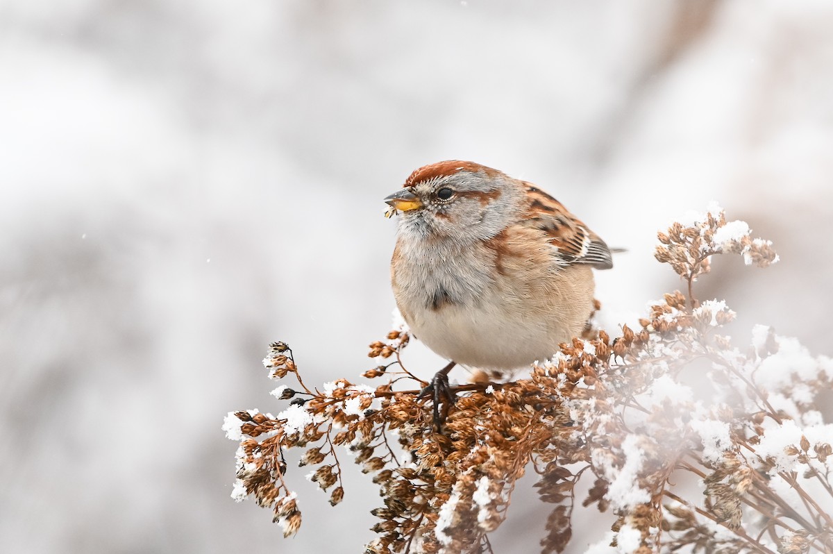 American Tree Sparrow - ML647003503