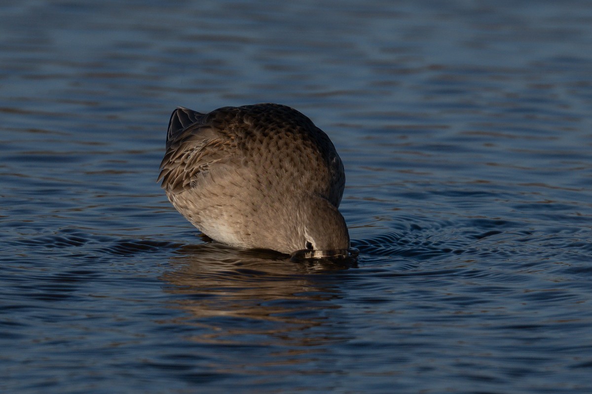 Long-billed Dowitcher - ML647003504