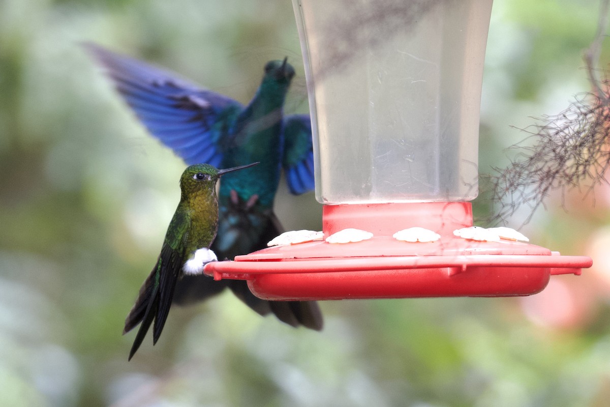 Golden-breasted Puffleg - ML647003510