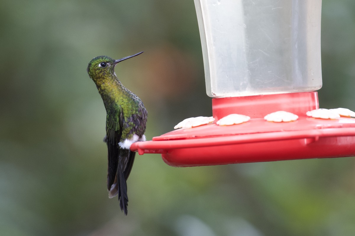 Golden-breasted Puffleg - ML647003511